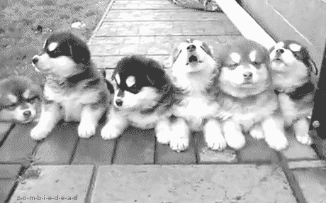 bebes husky, chien, chiot, animal, cute, mignon, noir et blanc