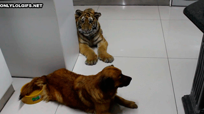 dog and tiger chien et tigre Image, animated GIF
