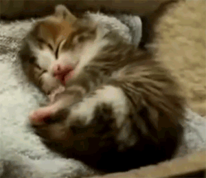 chat chaton bailler dormir lol cute animal drole Image, GIF ...