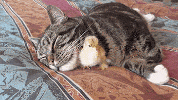 chat et poussin, canneton, mignon, amis, amitie improbable, dormir