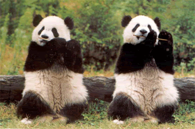 panda, danse