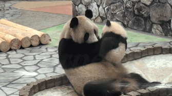 panda, maman, bebe, calin