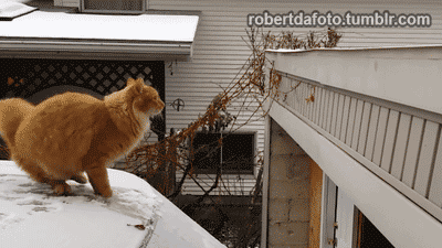 chat, saute, neige, cat, jump, snow
