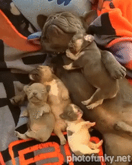 chien, chiot, mignon, bébé, bouledogue français