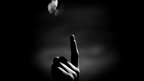 papillon se pose sur un doigt, noir et blanc