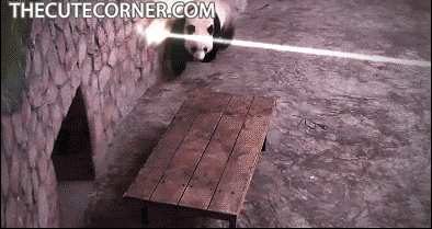 panda ninja, combat, tirs