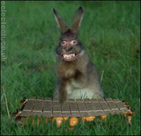 lapin fou, xylophone, crazy bunny