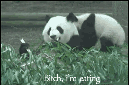 panda, btch i am eating, prise de karate, catch, animal mignon