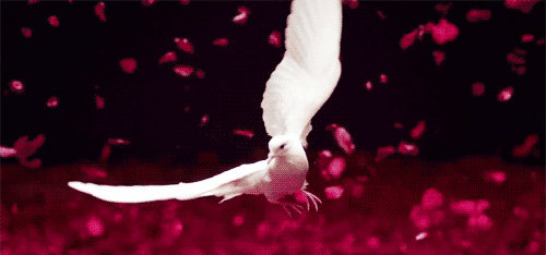 oiseau, colombe, petales de roses