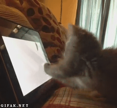 chat, chaton, jouer sur l ordinateur, drole, lol, funny, cat, animal