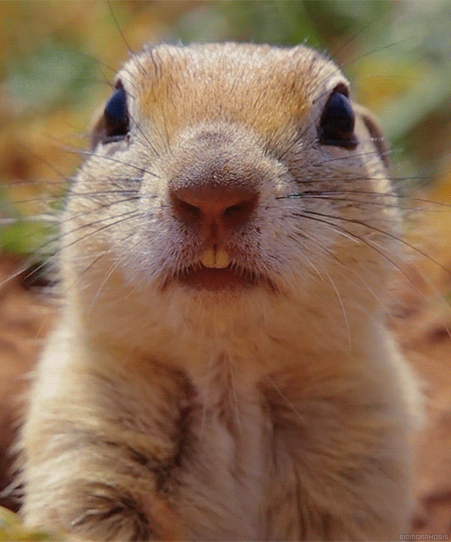 ecureuil, marmotte, squirrel, prairie dog, animal drole, mignon