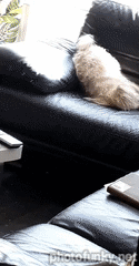 chien, caniche fou sur le canapé