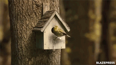 animal, ouiseau, bird, maison en bois