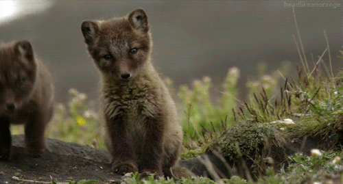 bebe loups, louveteaux, animal sauvage, danger d extinction