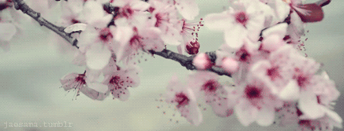 fleur de cerisier, sakura, japon, arbre, plante, nature
