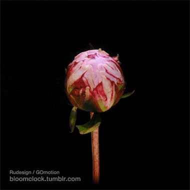pivoine, fleur rose qui s ouvre, nature, speed art