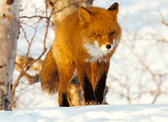 renard dans la neige, hiver, animal sauvage