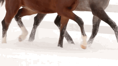 cheval, chevaux, trotter dans la neige, animal