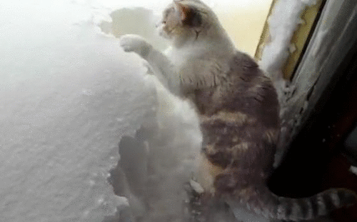 chat, creuse, neige, cat, snow