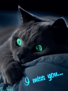 chat, cat, i miss you, tu me manques