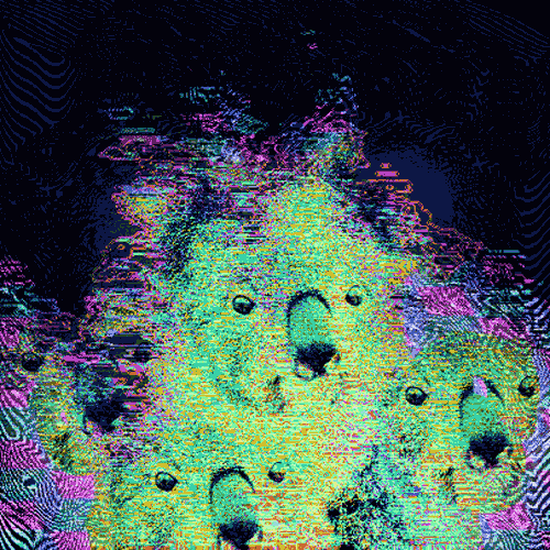 koala, effet psychedelique