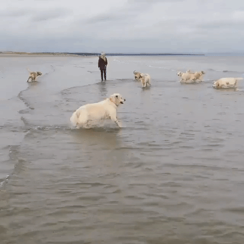 dogs playing at the beach funny dog chiens a la plage chien drole golden  retriever Image, animated GIF