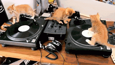 chatons, chats, platines, musique, soiree, dj