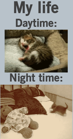 vie de chat, chaton, animal, mignon, dormir, jouer
