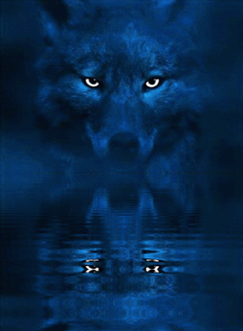 loup, reflet dans l eau