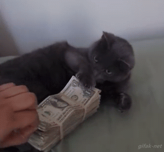 chat mafieux, le parrain, liasse de billets, dollars, animal, lol, cute