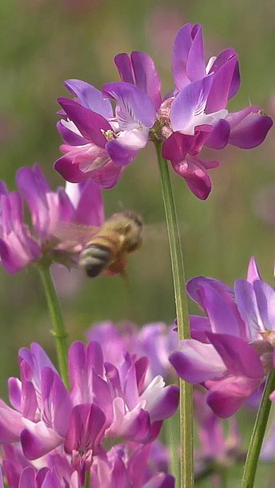 flor, abeille, fleurs violettes