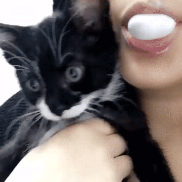 chaton, bulle de chewing gum