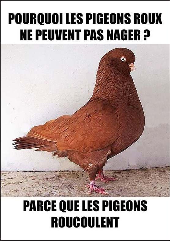 pourquoi les pigeons roux ne savent pas nager, parce que les pigeons roucoulent