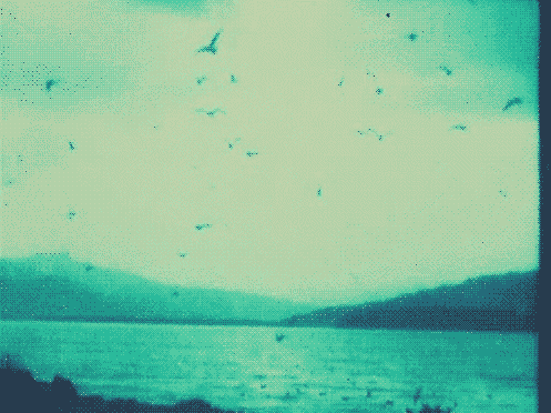 oiseaux, lac, vintage