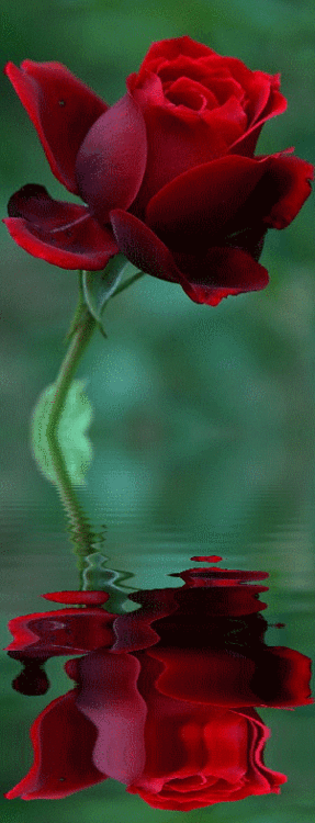 rose rouge, refelt dans l eau, fleur