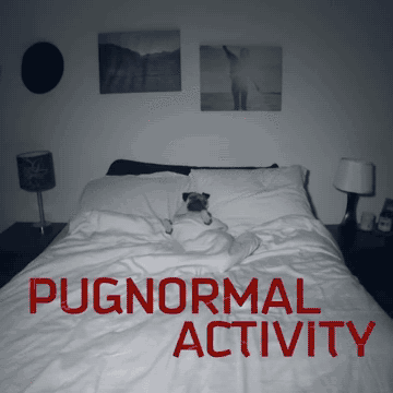 pugnormal activity, parodie, pug, carlin, dog, chien, fantome, ghost