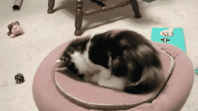 chat chatons jouer animal drole mignon Image, GIF animé