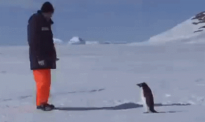 pingouin, attaque, homme, chute, neige