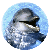 dauphin, dolphin