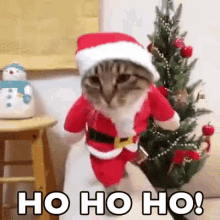 joyeux noel, merry christmas, ho ho ho, chat, cat