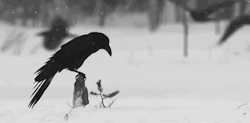 corbeaux, neige, noir et blanc