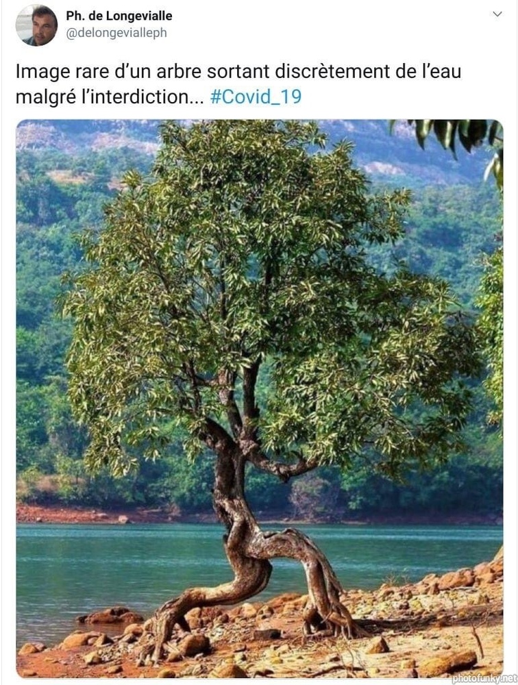 image rare d'un arbre sortant discrètement de l'eau malgré l'interdiction