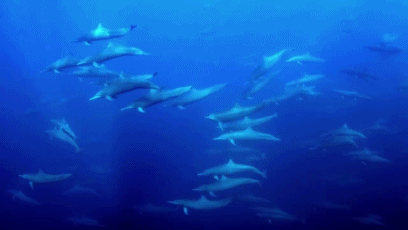 dauphin, banc de dauphins, pod, mammifere marin, dolphins, mer, sea