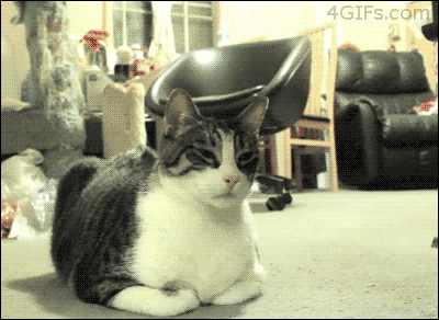 chat attaque de fraise drole lol funny cat animal Image, animated GIF
