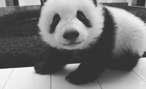 bebe, panda, mignon, cute