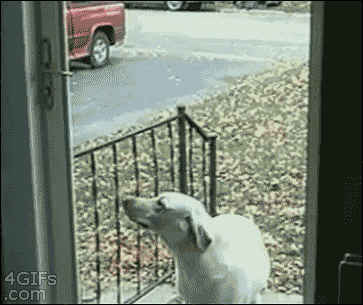 chien drole, ne veut pas passer la porte, dog, lol, funny, animal