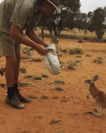 bebe kangourou, ranger, animal mignon, australie, oz