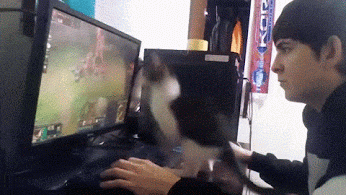 chaton joueur, jouer aux jeux video, ordinateur