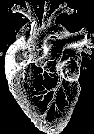 coeur qui bat, vie, anatomie, organe