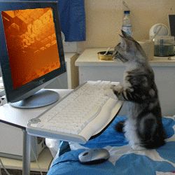chaton, chat, ordinateur, pc